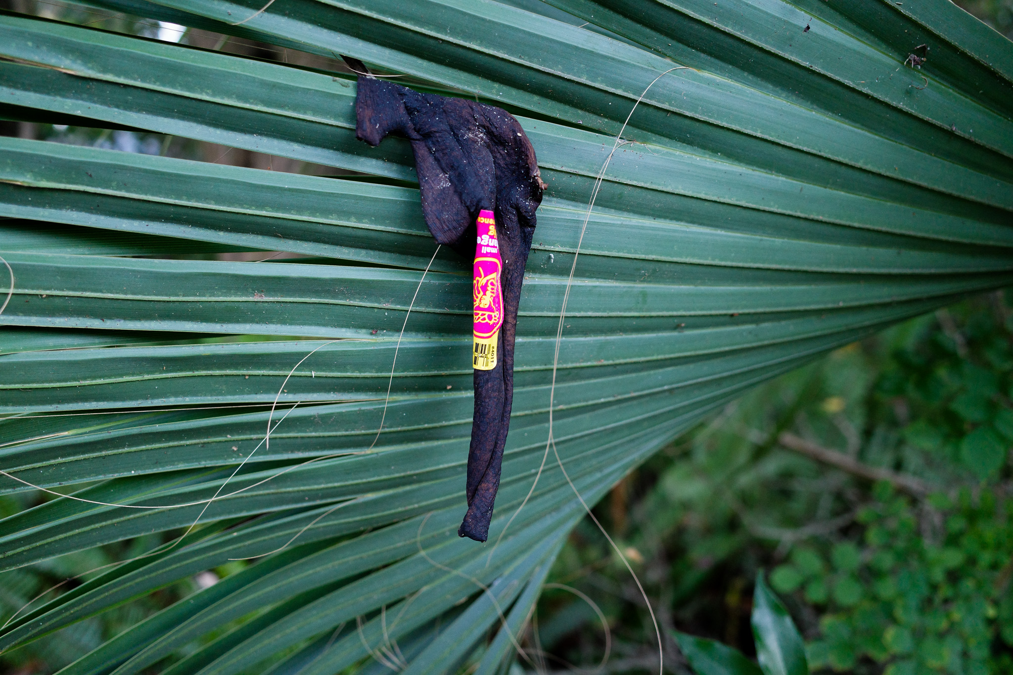 Close-up of a banana peel with a sticker