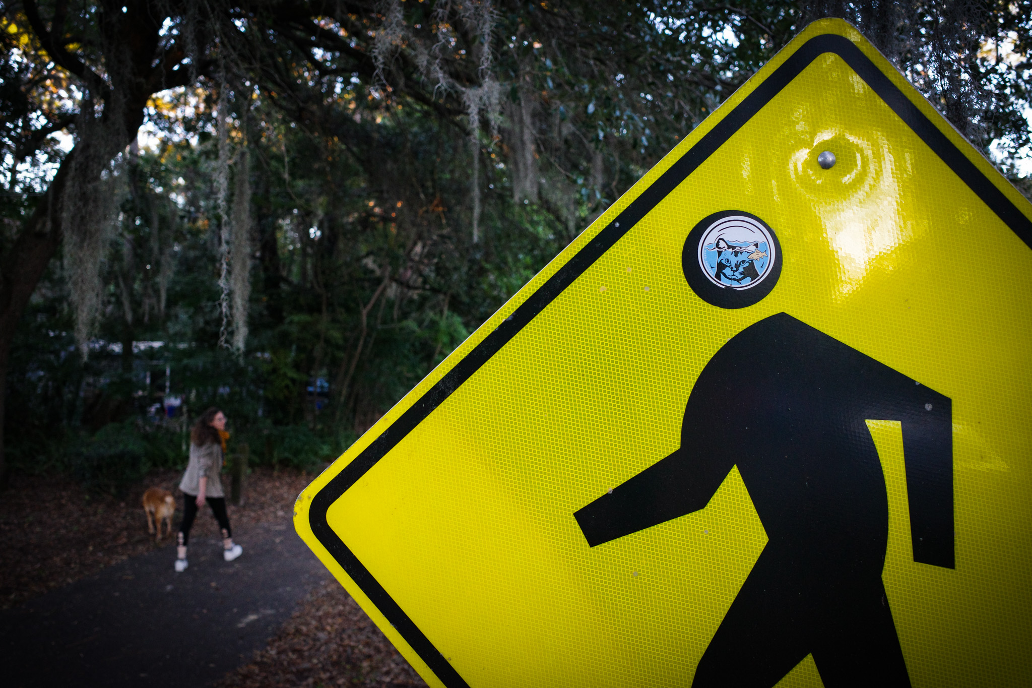 Cat sticker on a crosswalk sign