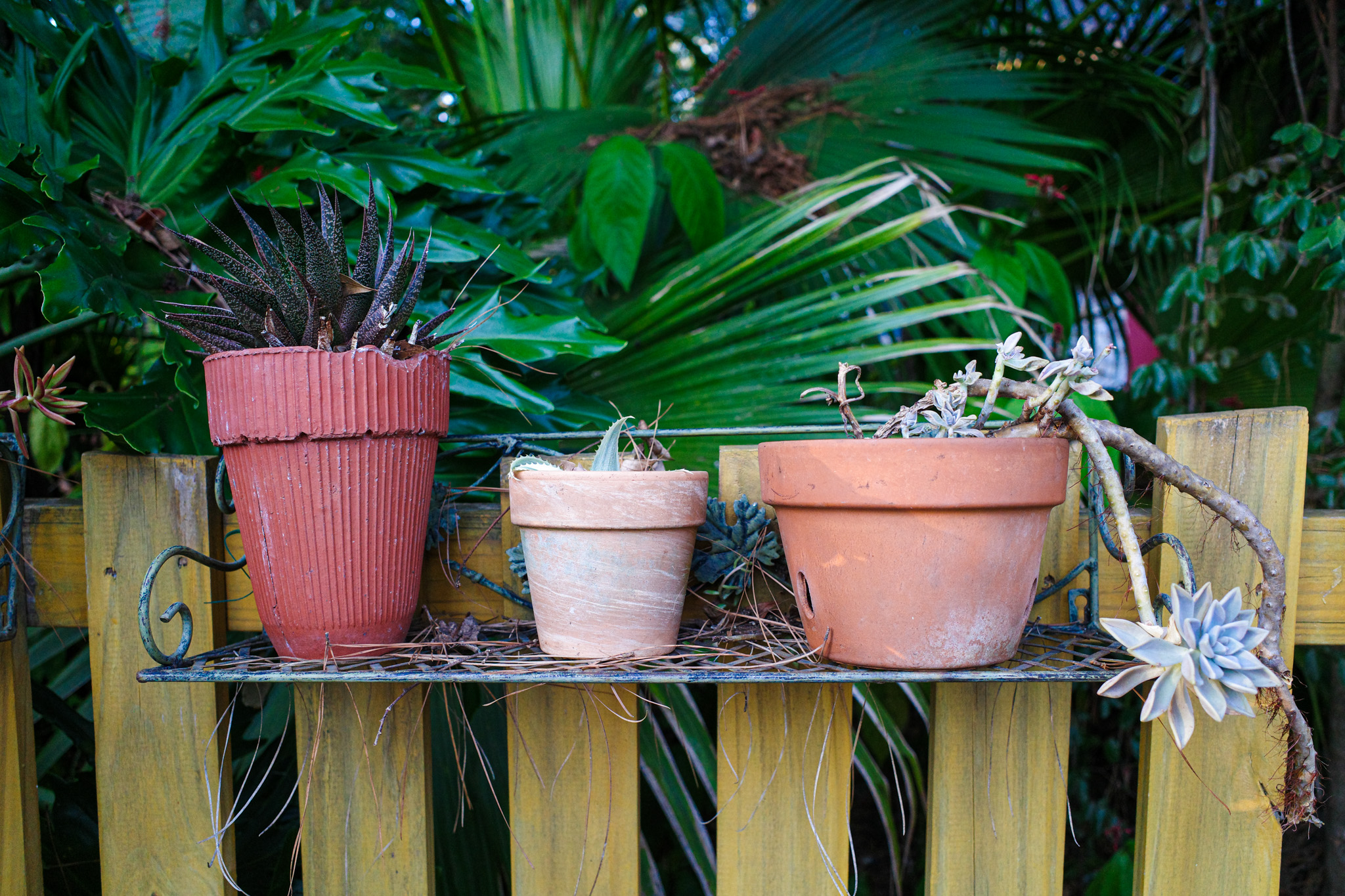 Succulent pots arranged outdoors