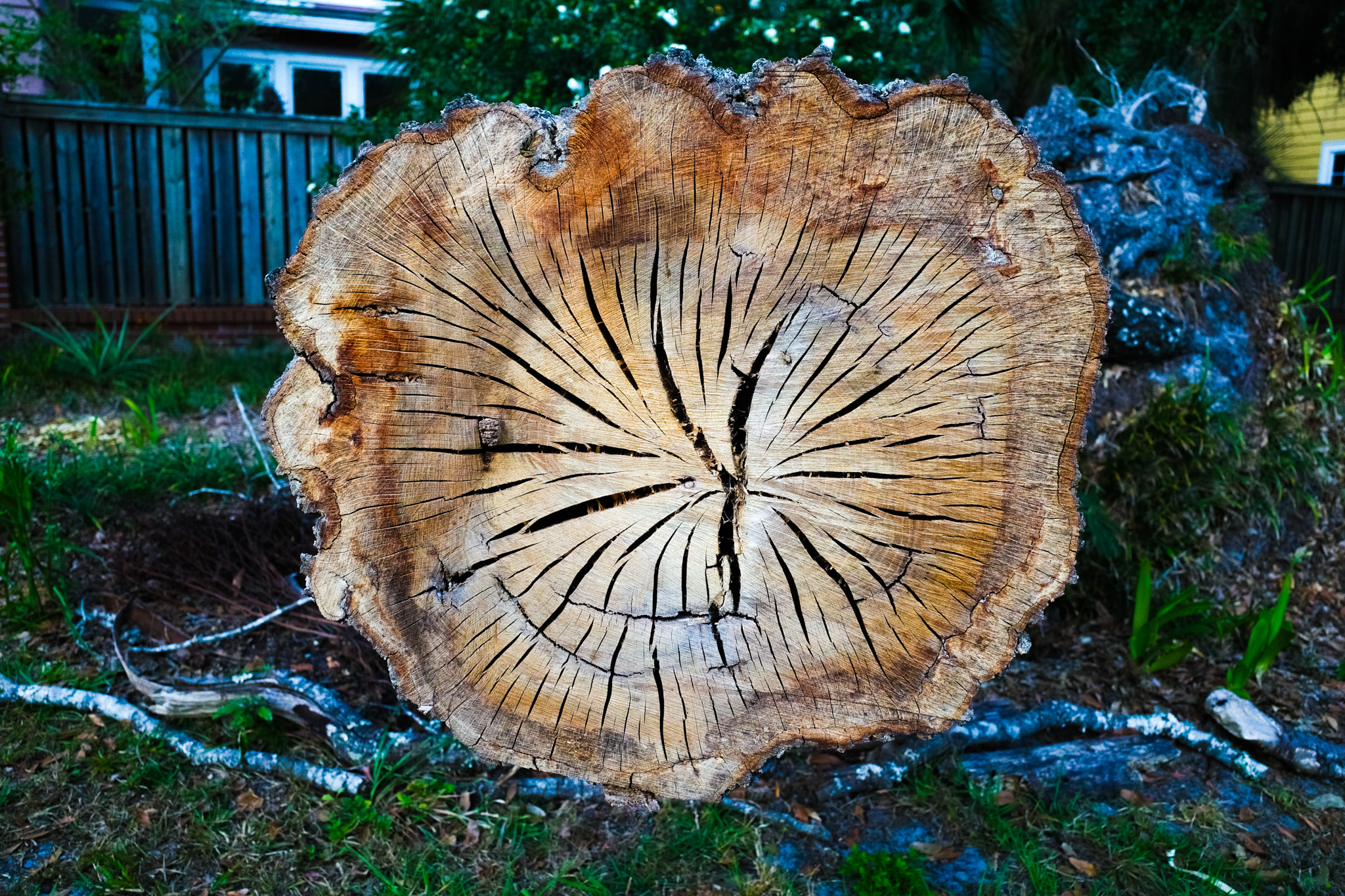 A tree trunk split from hurricane damage