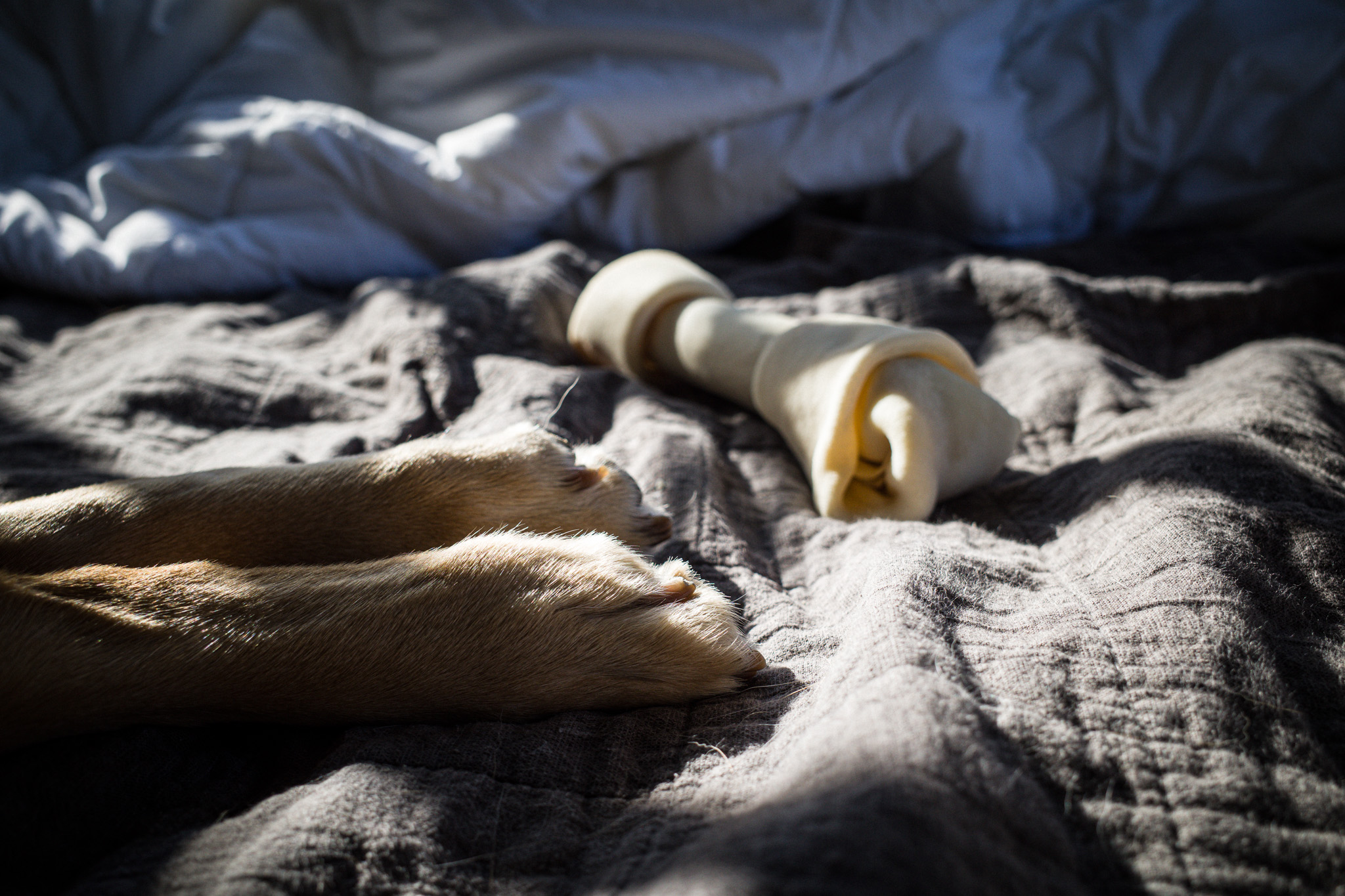 Teddy's paws and bone