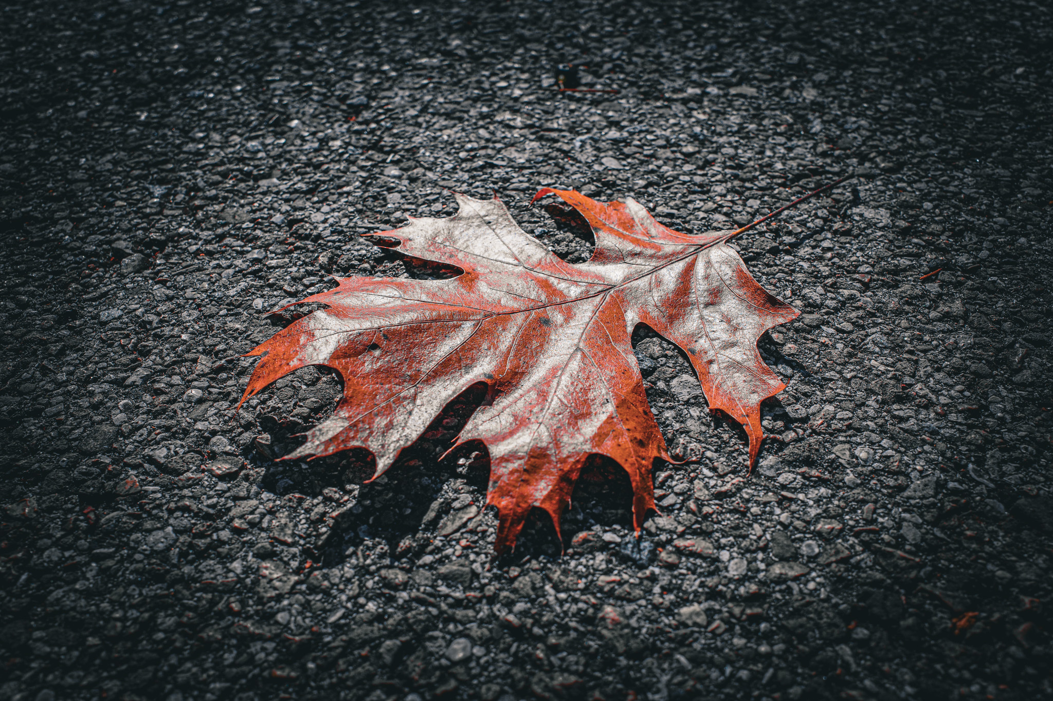 Autumn leaf with its colors changed by photography filters