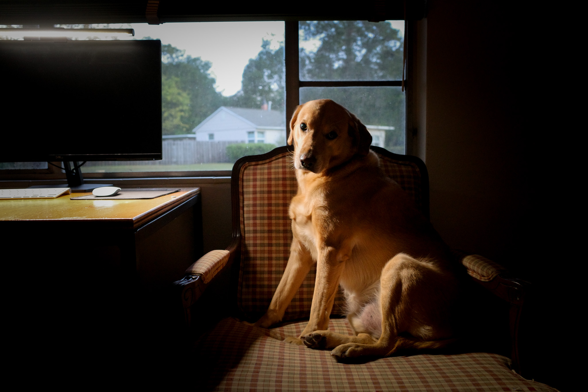 Teddy sits in a chair by my computer desk at dawn