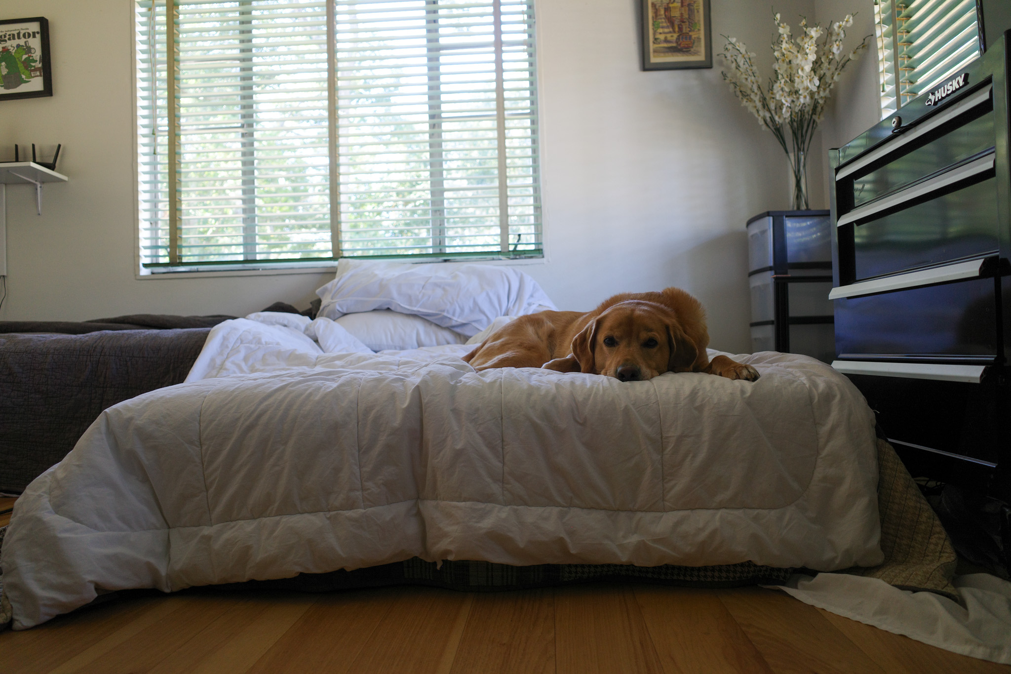 Teddy lays on a mattress in the living room