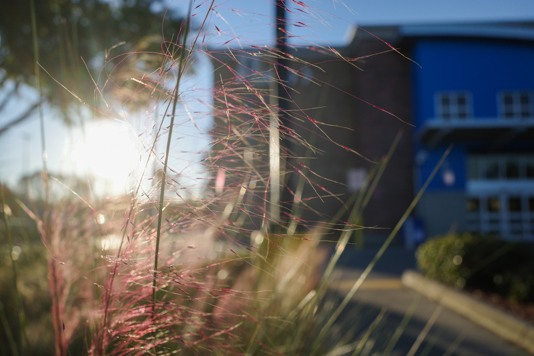 The plants are pretty outside of a Walmart at sunrise