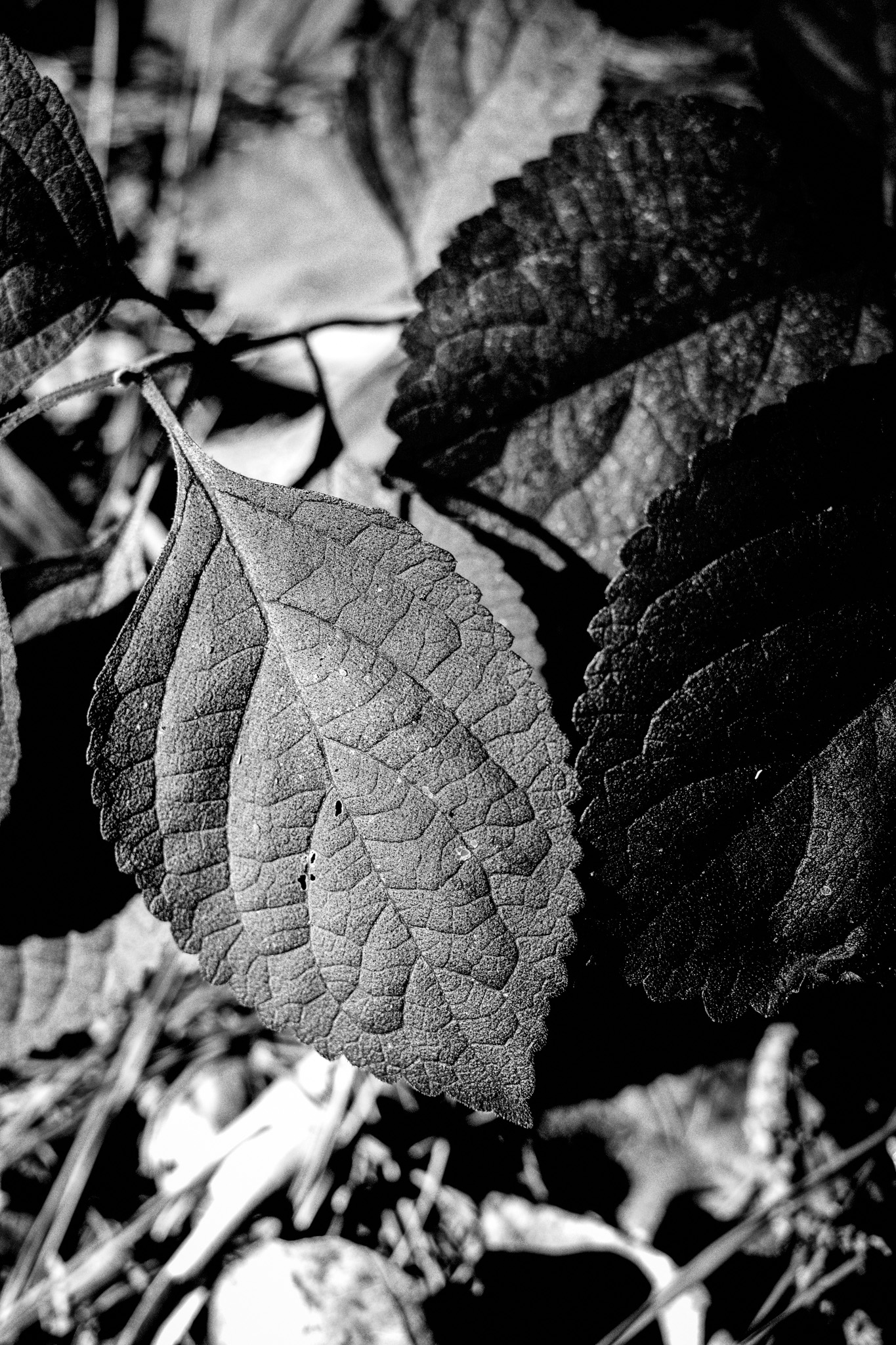 These are leaves shot through the Ricoh GRIII's in-camera black and white filter.