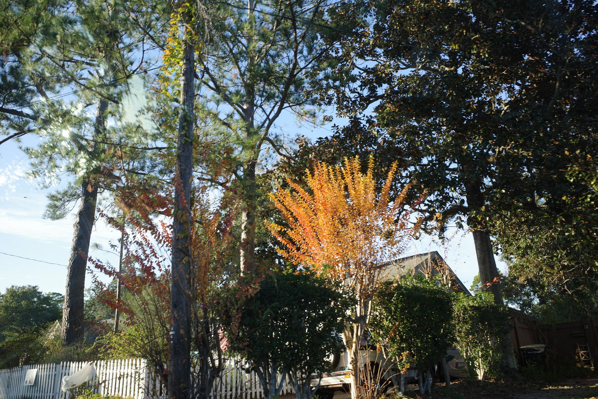 Fall colors in the panhandle 1