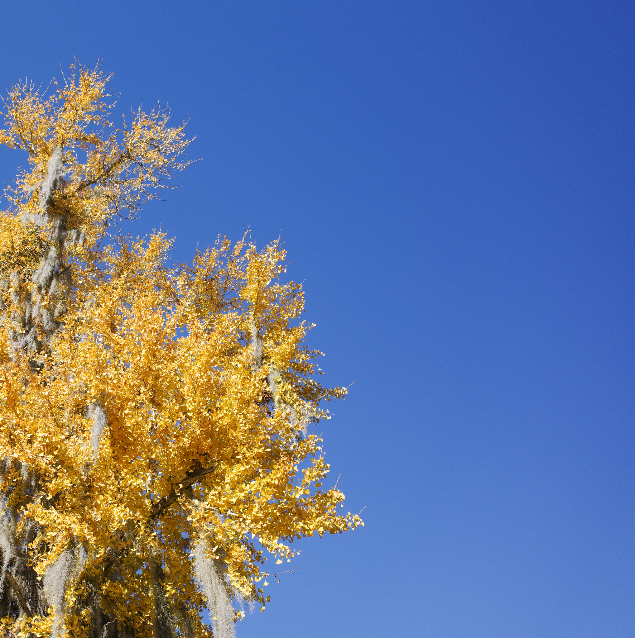 A yellow leafed tree with a blue background.