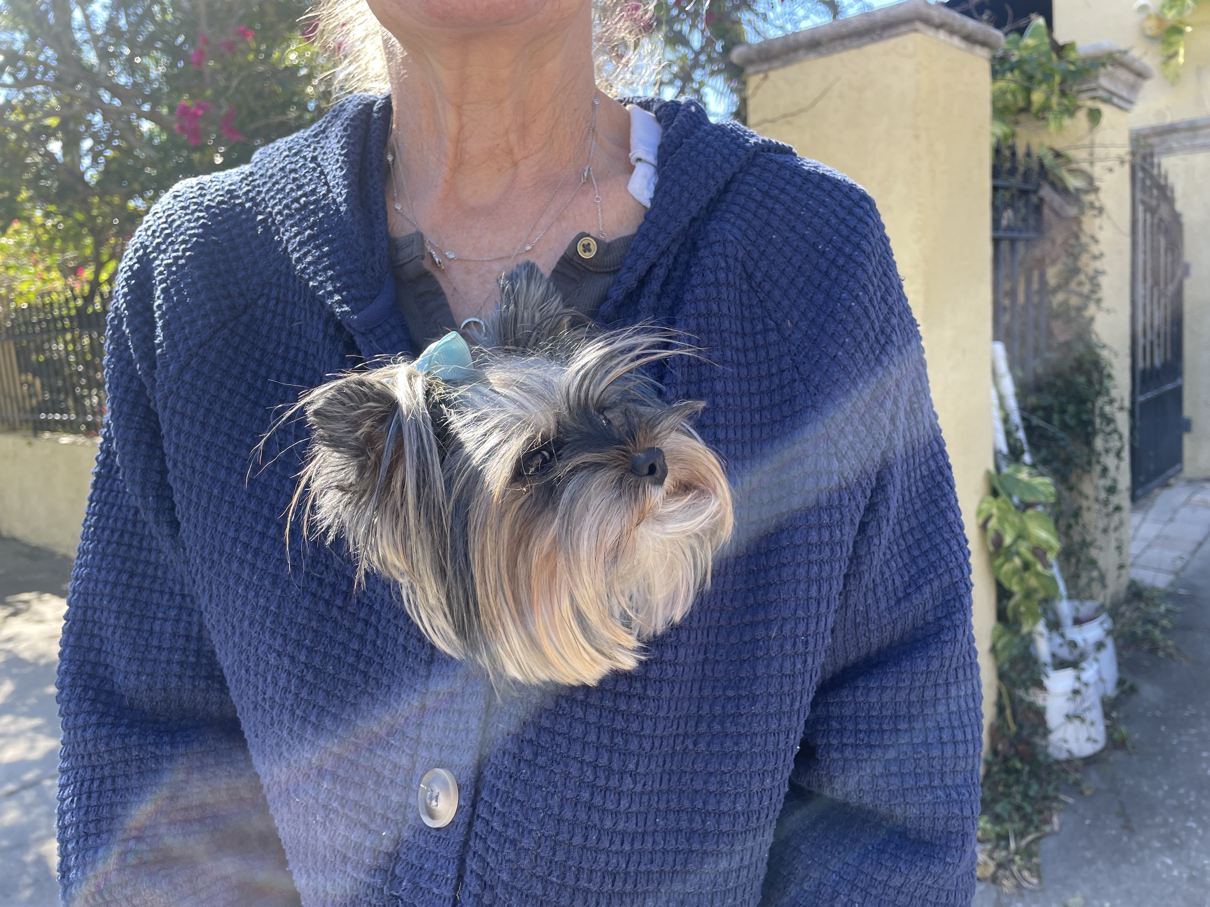 Small Yorkie named Okie tucked into the V of a knit sweater for warmth