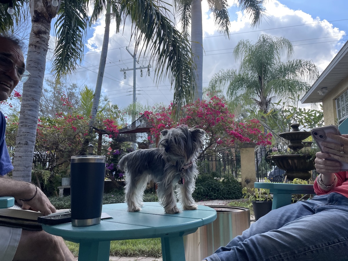 A small dog standing on an outdoor table with tropical plants behind