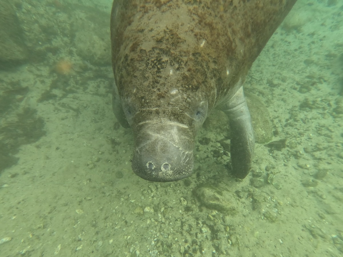Underwater view of a manatee in murky spring water