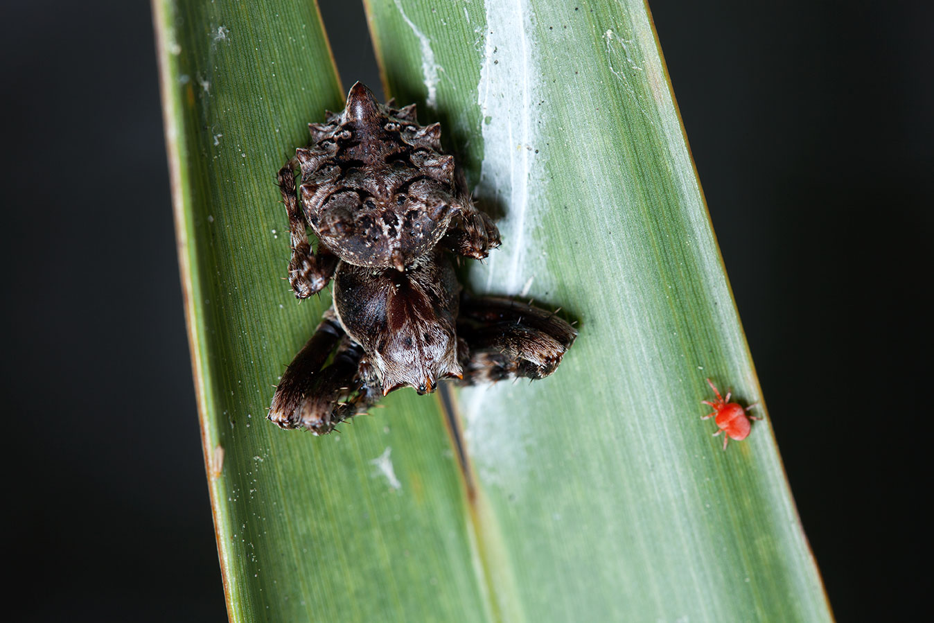 Macro photo of a star-bellied spider, lit using the 3D printed flash diffuser