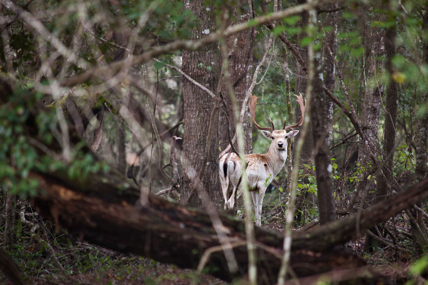Deer Story