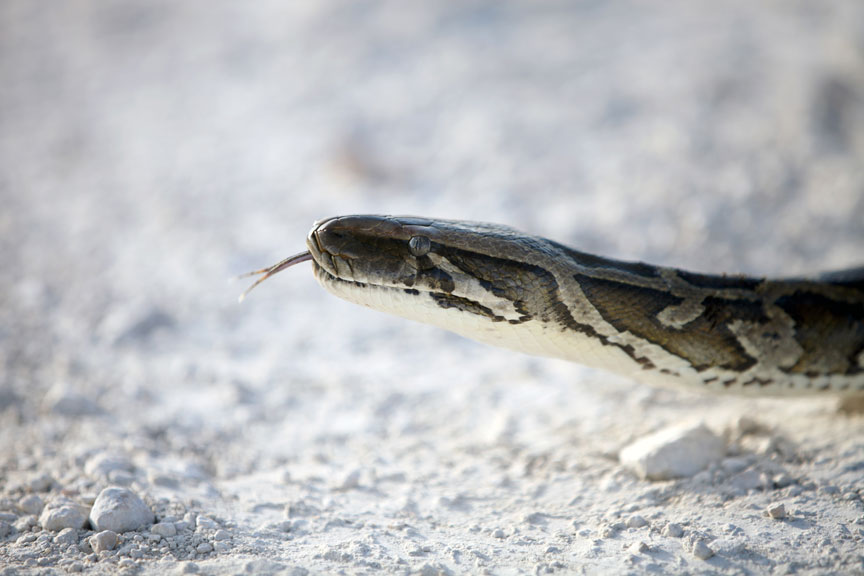 Python Hunt, a Burmese python on a stark white Everglades road