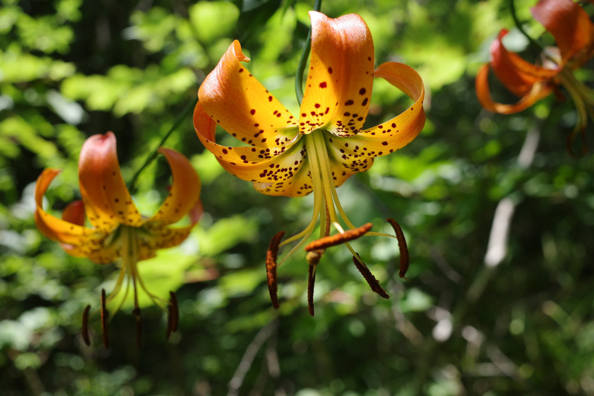 Turk's-cap lily in western North Carolina