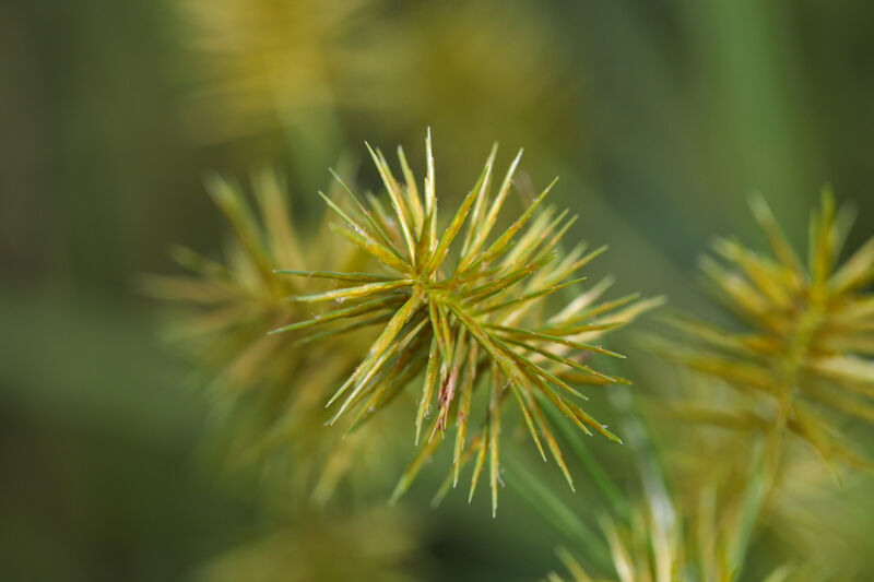 Close-up of green spiked needle cluster plant