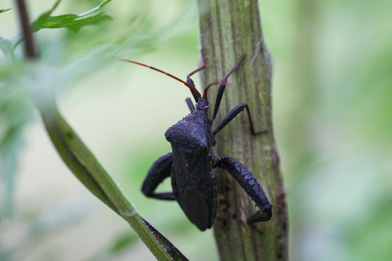 Black assassin bug on a plant stalk