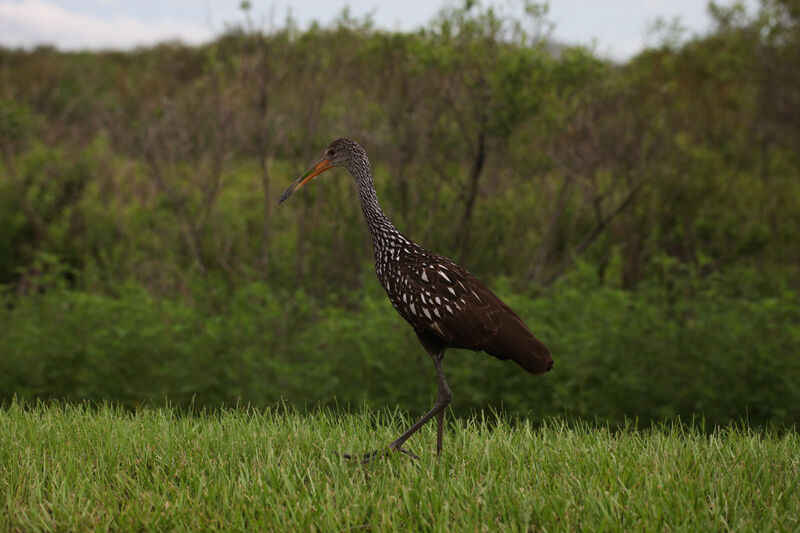 A limpkin bird beside the walking path