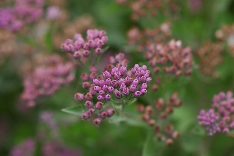 Pink flowers in the marsh