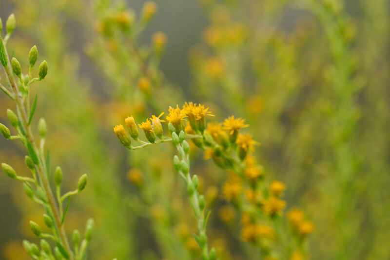 Yellow flowers in the marsh