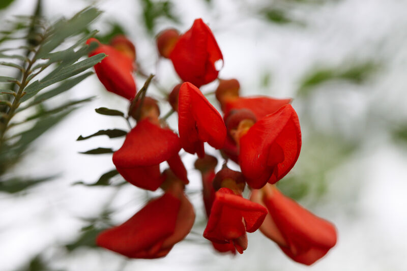 Looking up at red flowers