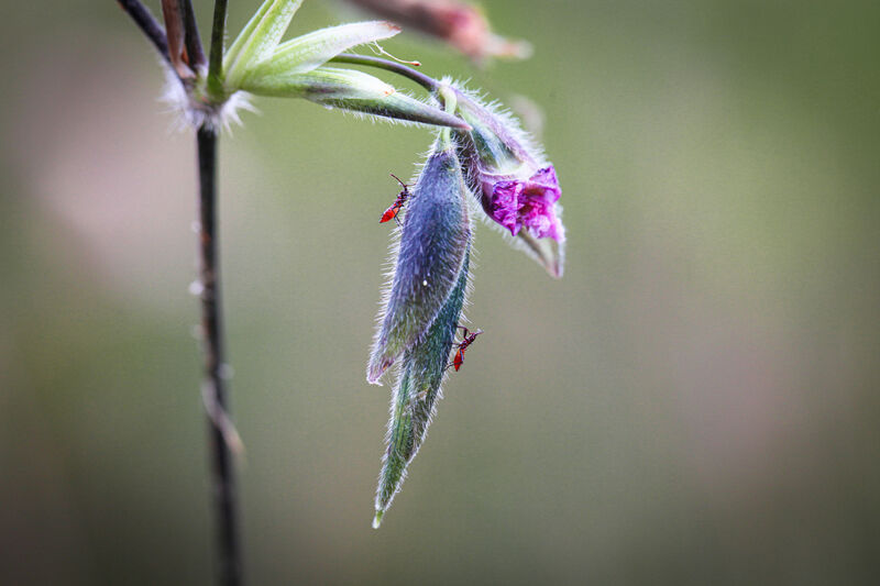 Purple flower with nymph assassin bugs