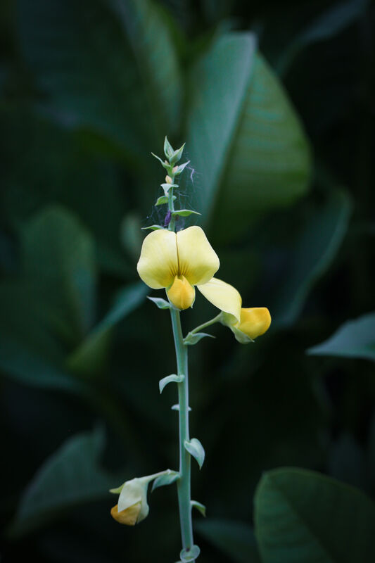A yellow flower top a large lonely stalk with clean-lined large dark leaves in the background