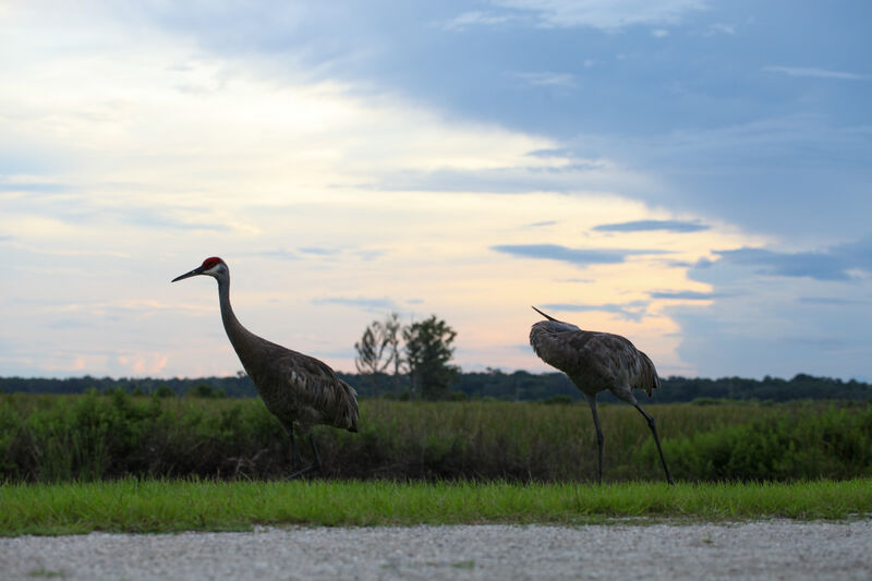 Two cranes walking beside the path.